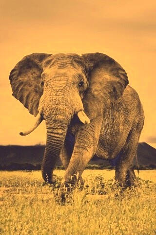 Слон на прогулке обои