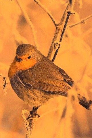 Птичка на ветке обои