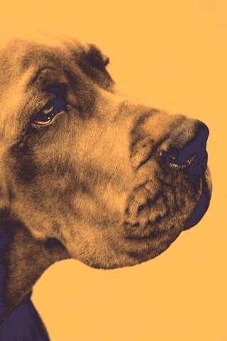 Грустная собака обои