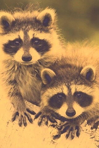 Полосатики обои