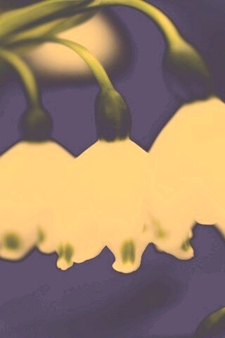 Белые ландыши обои