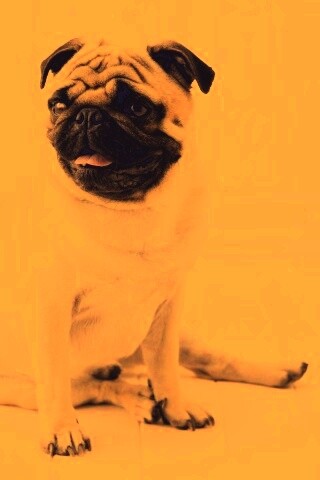 Симпатичный мопс на полу обои
