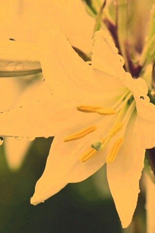 Белая лилия обои