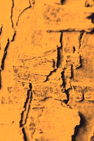 Белая кора обои