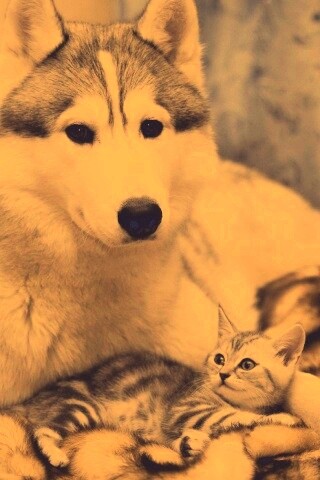 Собака и котенок обои