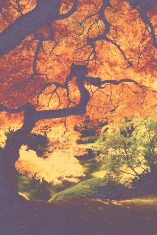 Под оранжевой кроной обои