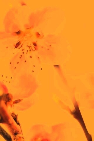 Нежные розовые цветы обои