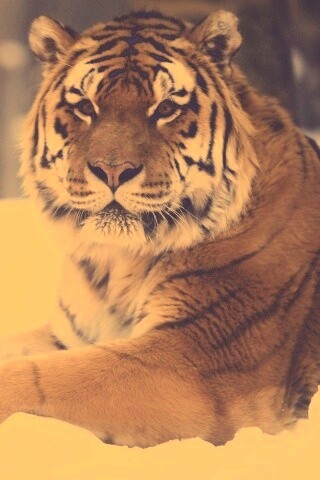 Тигр в снегу обои