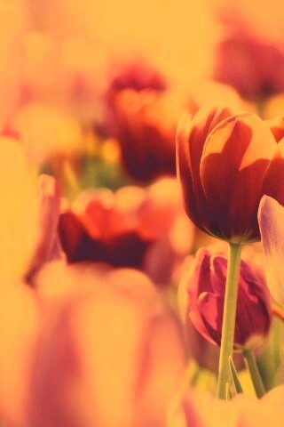 Красивые тюльпаны обои
