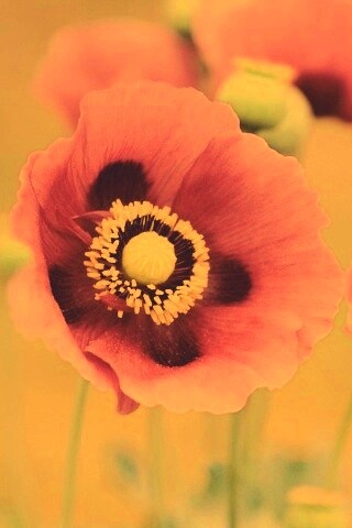 Розовые маки обои