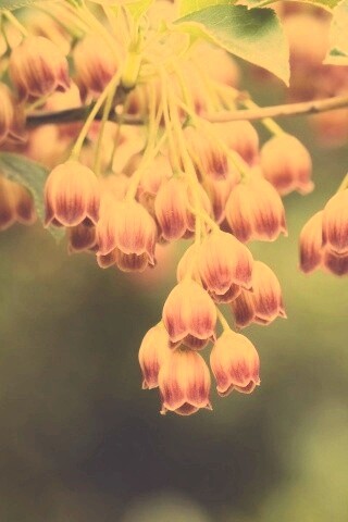 Красные колокольчики обои