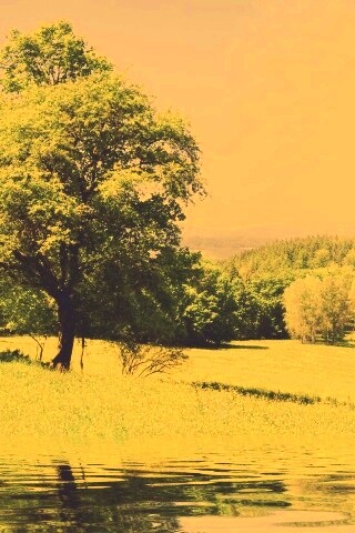 Дерево у воды обои