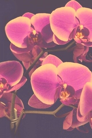 Орхидея обои