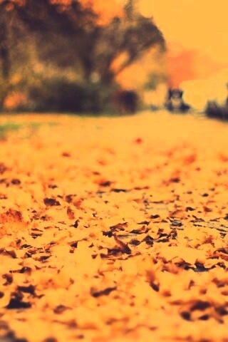 Осенние листья обои