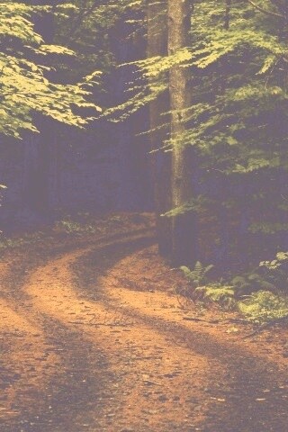 Лесная дорога обои