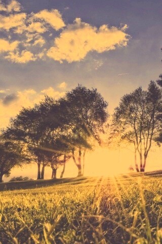 Лучи солнца на траве обои