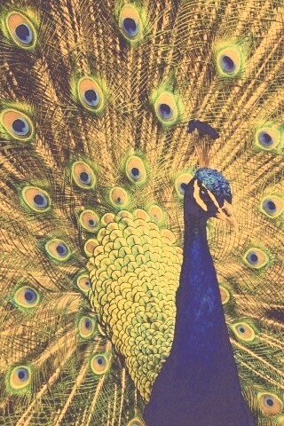 Красивый павлин обои