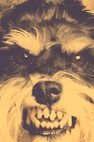 Терьер вне себя обои