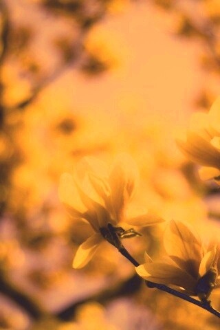 Желтые цветы распустились обои