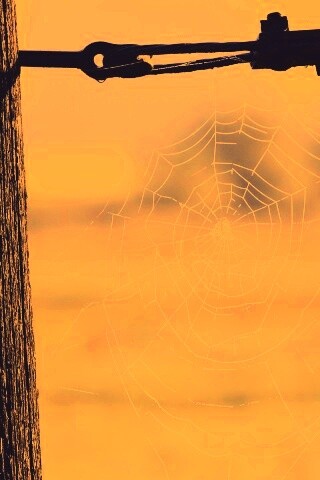 Паутина 51 обои