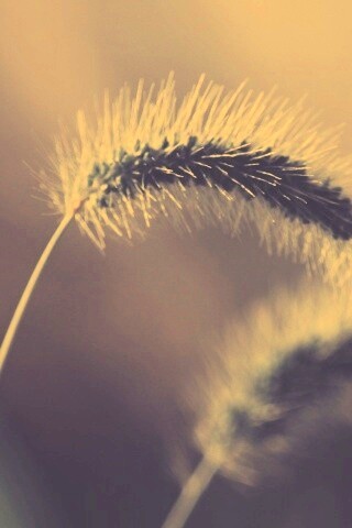 Травинка обои