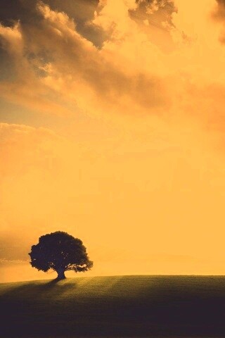 Холм и дерево обои