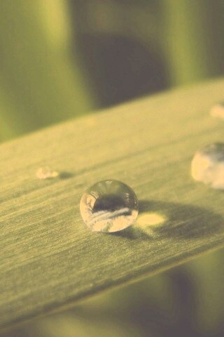 Капли росы на листе обои