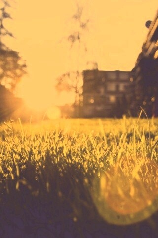 Трава во дворе обои