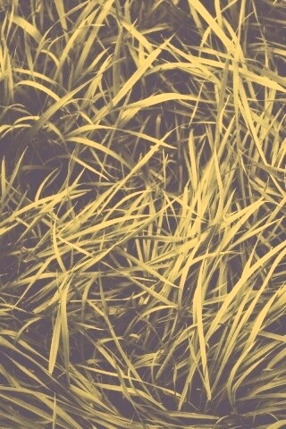 Блеклая трава обои