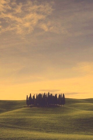 Обособленная рощица обои