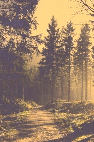 Лесная дорога обои