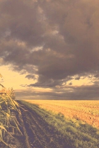 Кукурузное поле обои