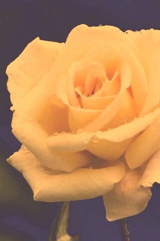 Белая роза обои