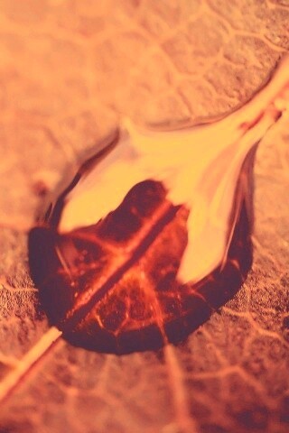 Две капли на красном листке обои