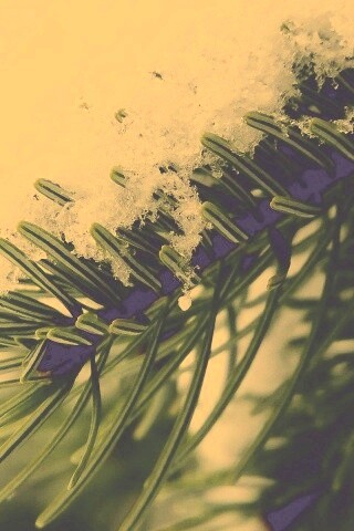 Хвойная ветка вся в снегу обои