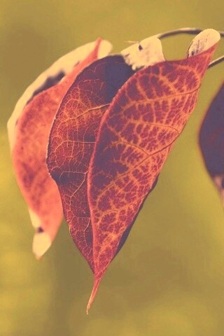 Ветка красных листьев обои