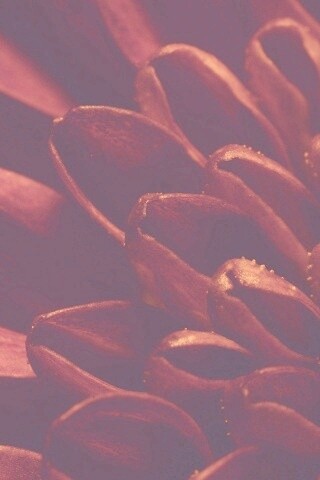 Лепестки хризантемы обои