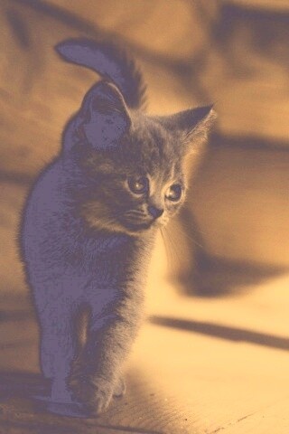 Маленький дымчатый котенок обои