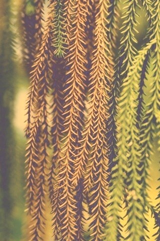 Зеленые колючки обои