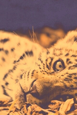 Гепард котенок обои