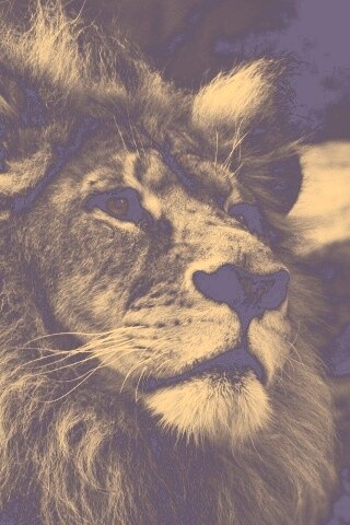 Гордый черно-белый лев обои