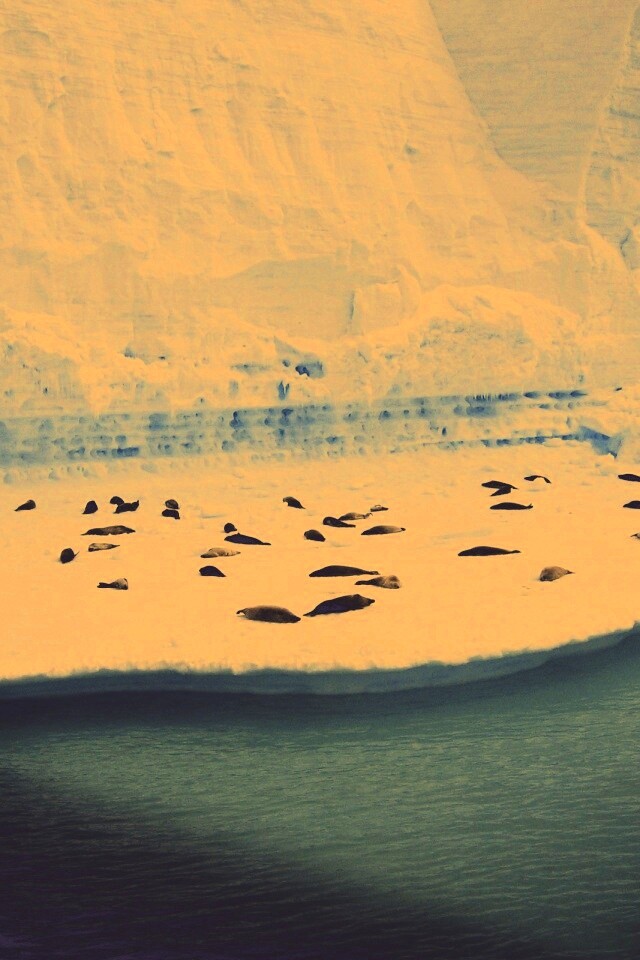 Спящие тюлени обои