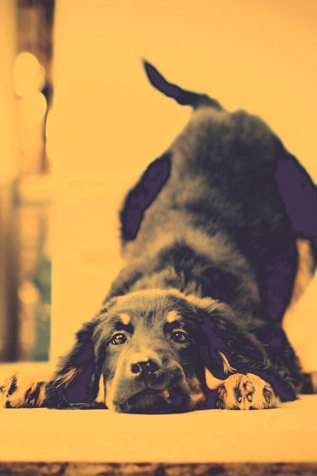 Игривый пес обои