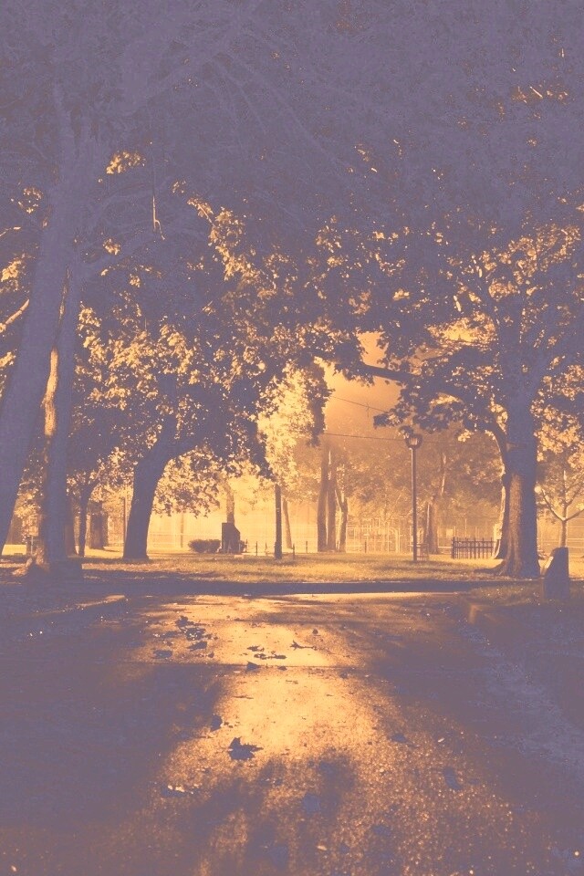 Ночной парк обои