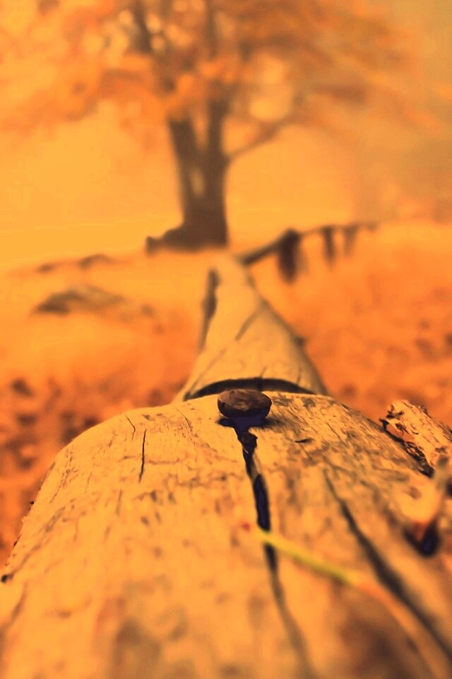 Бревна обои