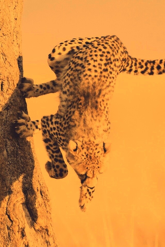 Скалолаз обои