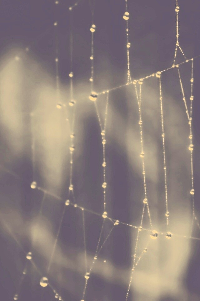 Роса на паутине обои