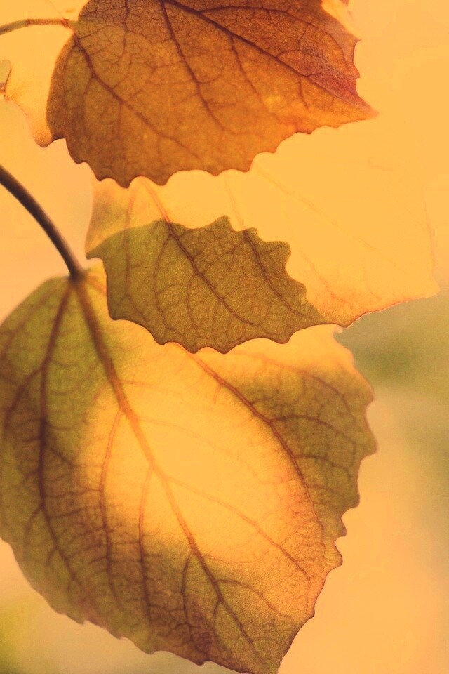 Макро фото осенней листвы обои