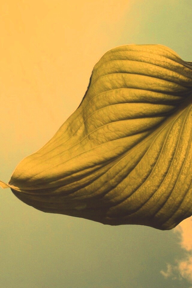 Листик тянется к солнцу обои