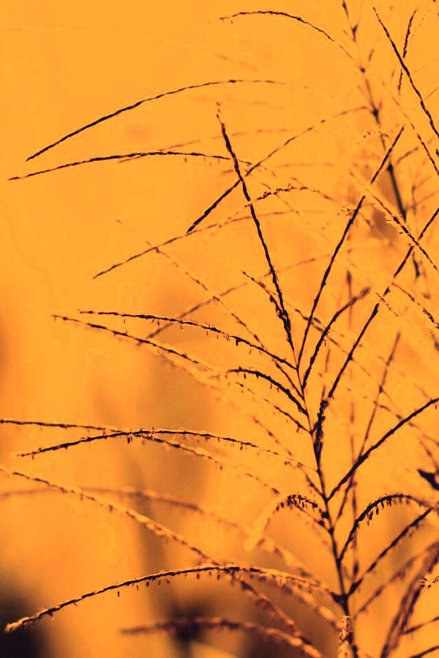 Макро фото растения обои